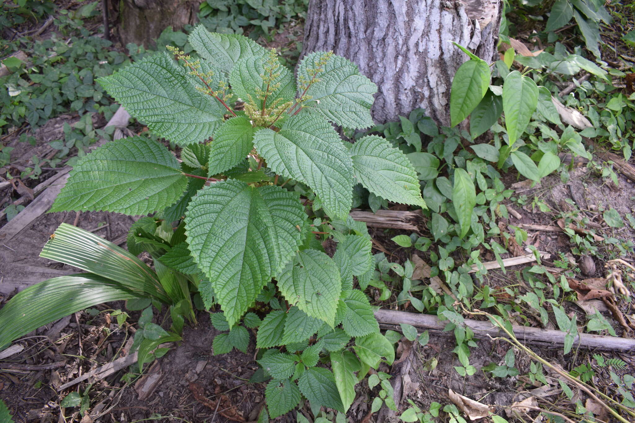 Image of West Indian woodnettle