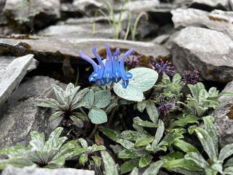 Image of Corydalis hemidicentra Hand.-Mazz.