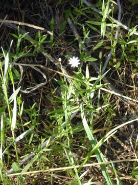 Stellaria longipes Goldie resmi