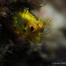 Image of Roughhead Blenny
