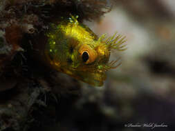 Image of Roughhead Blenny