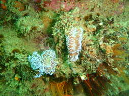 Image of Cape silvertip nudibranch