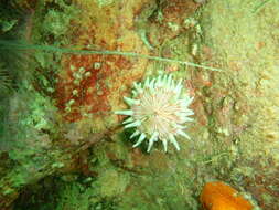 Image of Violet-spotted anemone