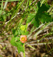 Image of bristlemallow