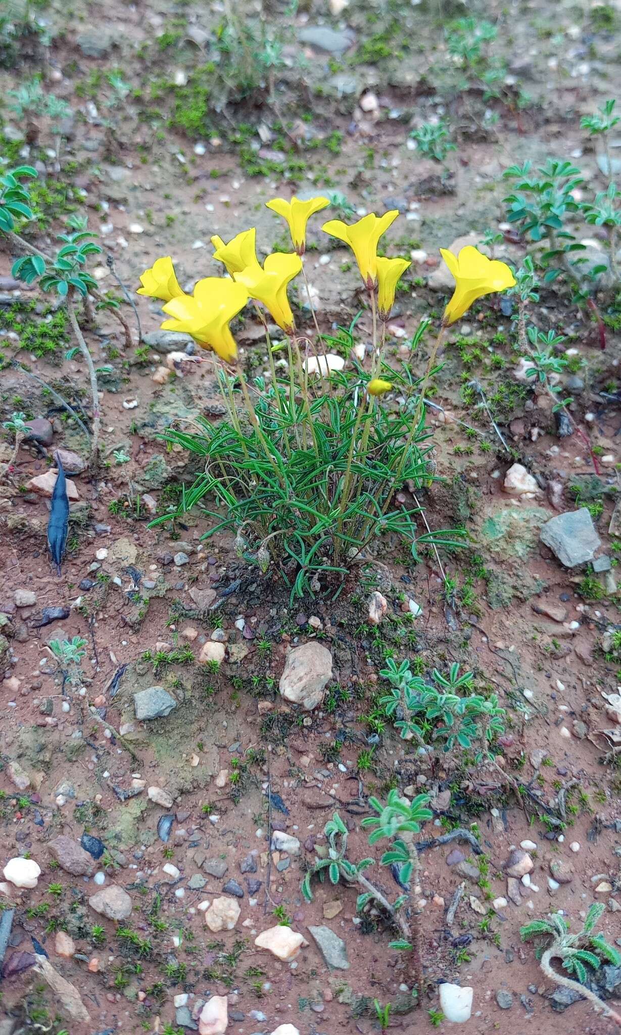 Sivun Oxalis capillacea E. Mey. ex Harv. & Sond. kuva