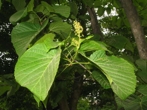 Image of Acer distylum Sieb. & Zucc.