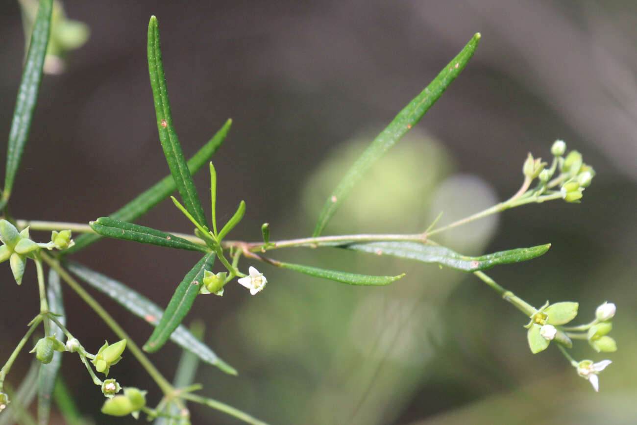 Image of Zieria laxiflora (Benth.) Domin