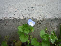 Image of birdeye speedwell