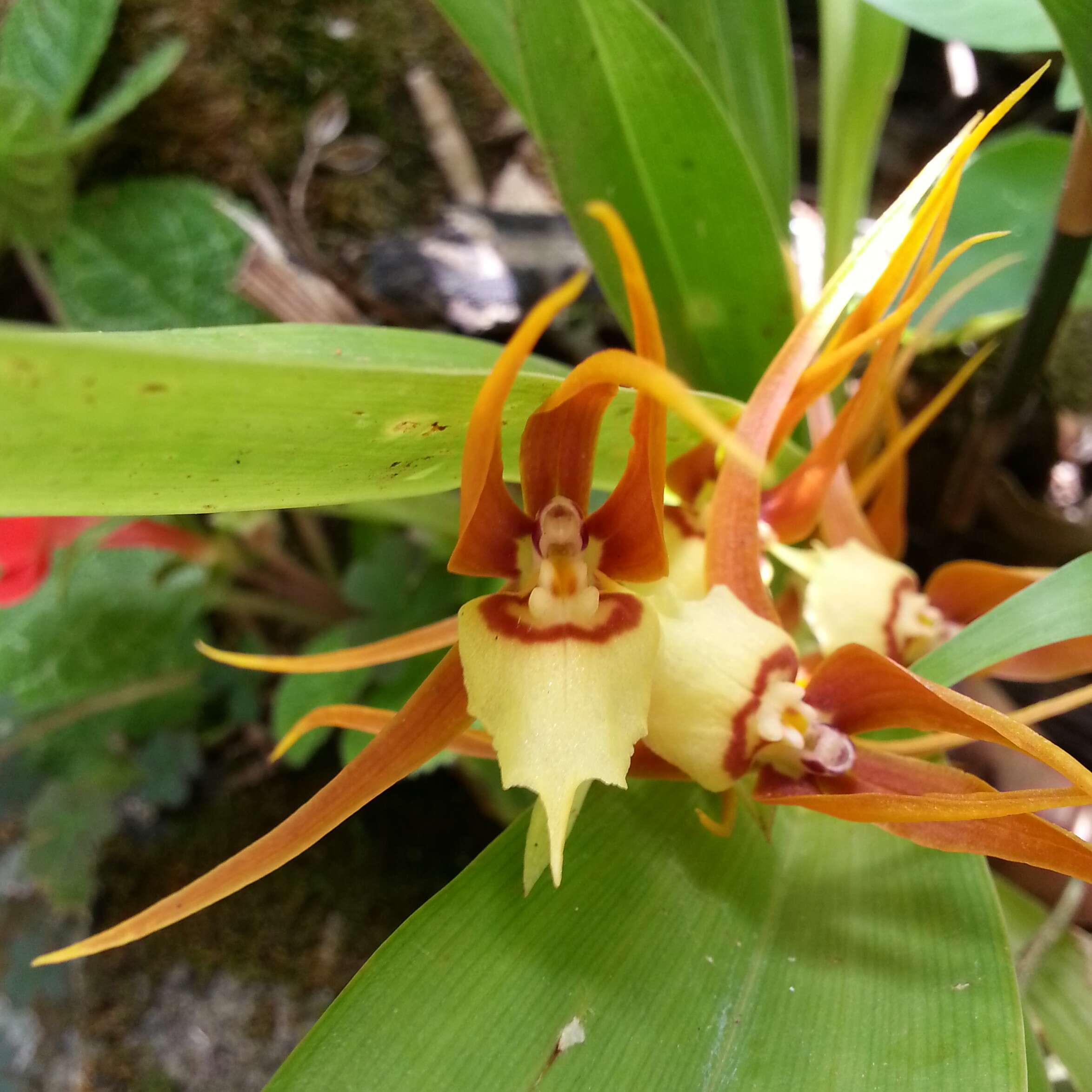 Image of brassia