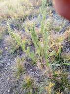 Image de Artemisia pubescens Ledeb.