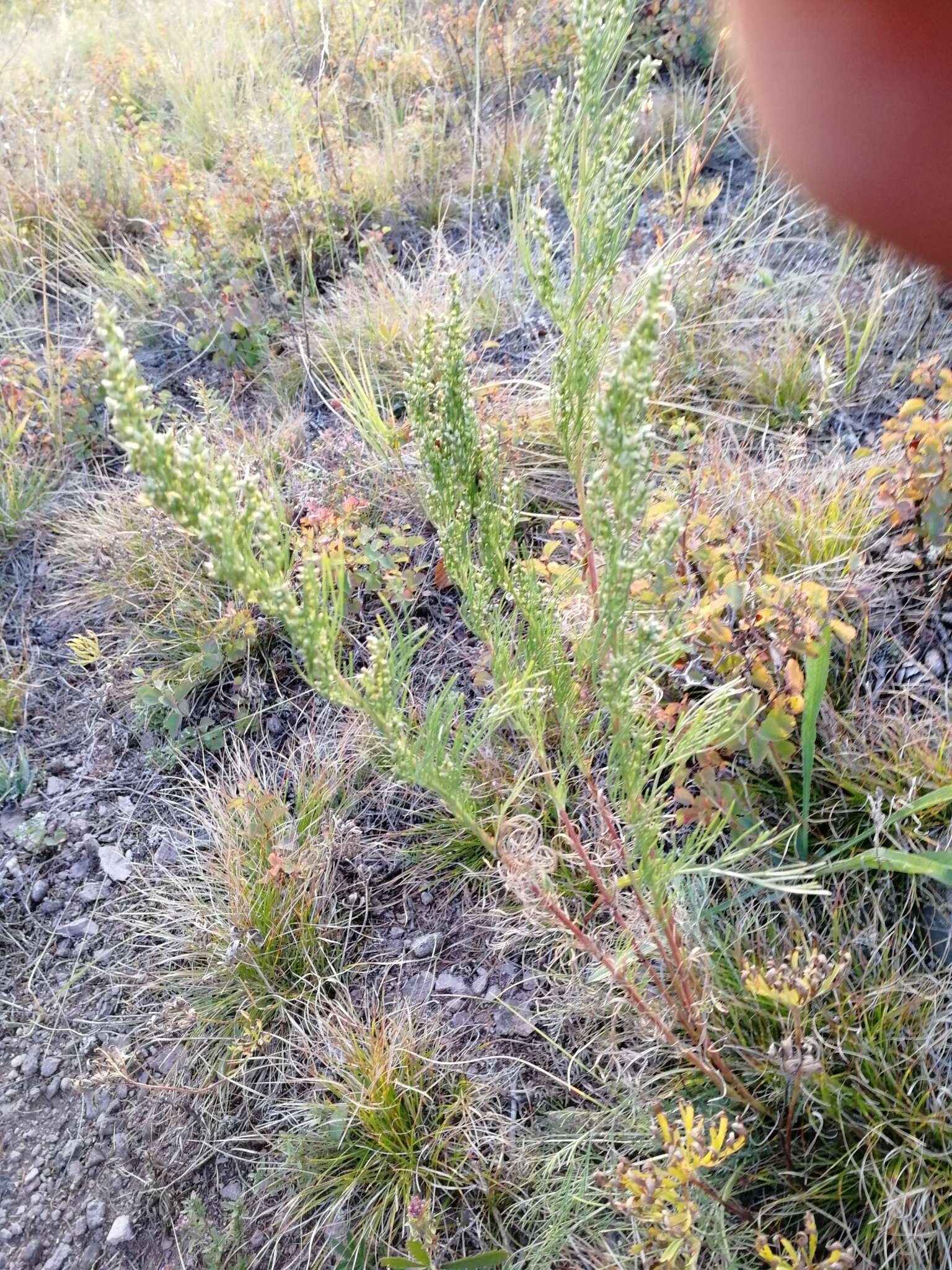 Image de Artemisia pubescens Ledeb.