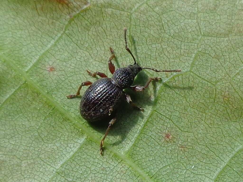 Plancia ëd Otiorhynchus (Pendragon) ovatus (Linnaeus 1758)