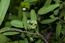 Brexia madagascariensis (Lamk.) Thouars ex Ker-Gawl. resmi