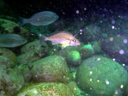 Image of Hottentot Seabream