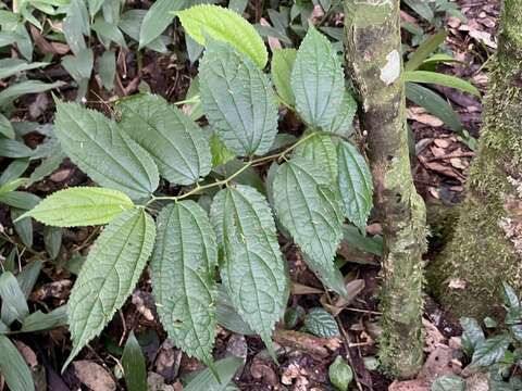 Image of African mulberry