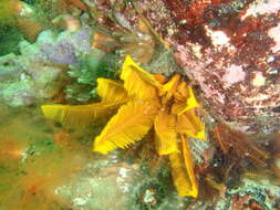 Image of elegant feather star