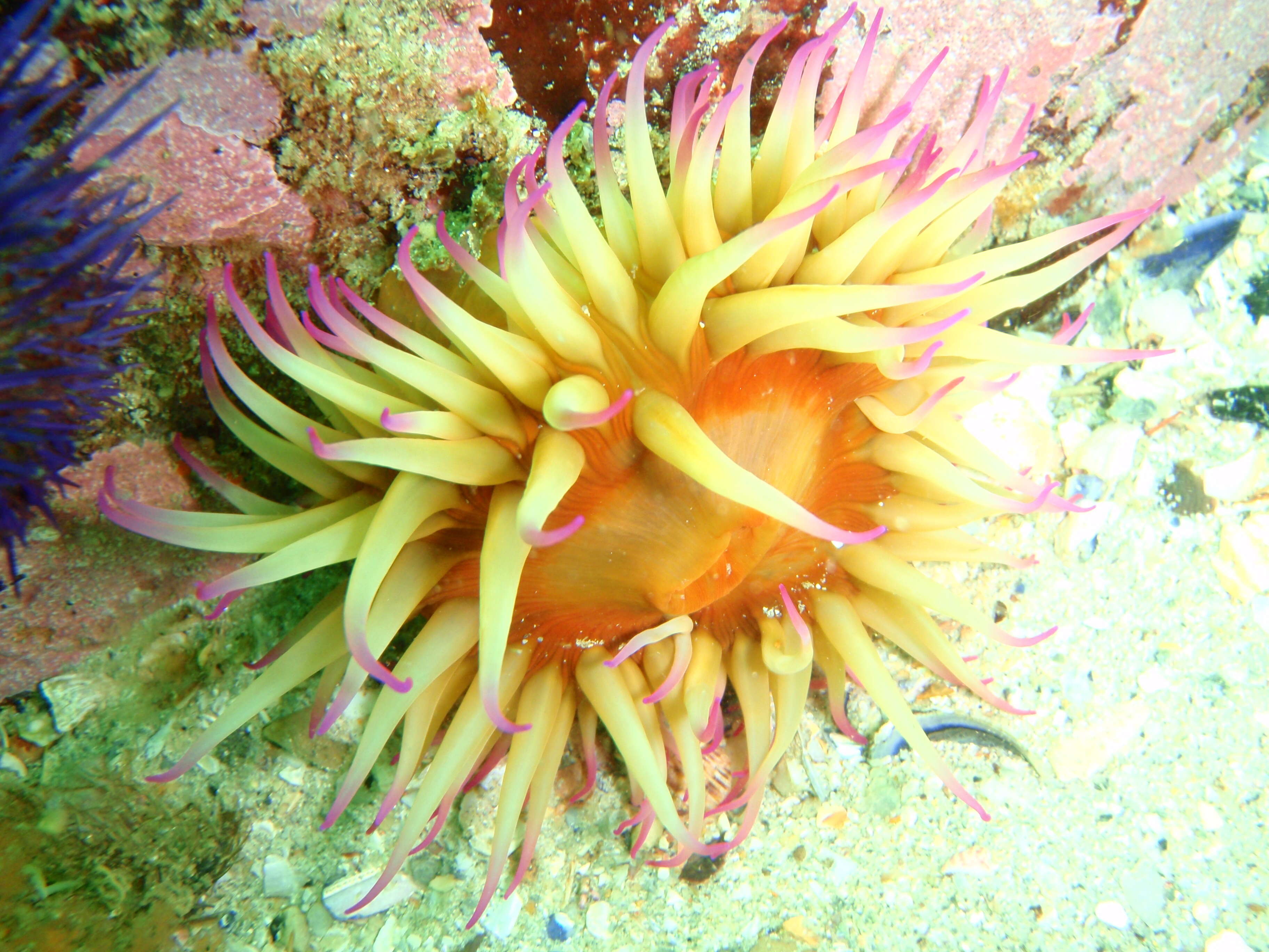 Image of False plum anemone