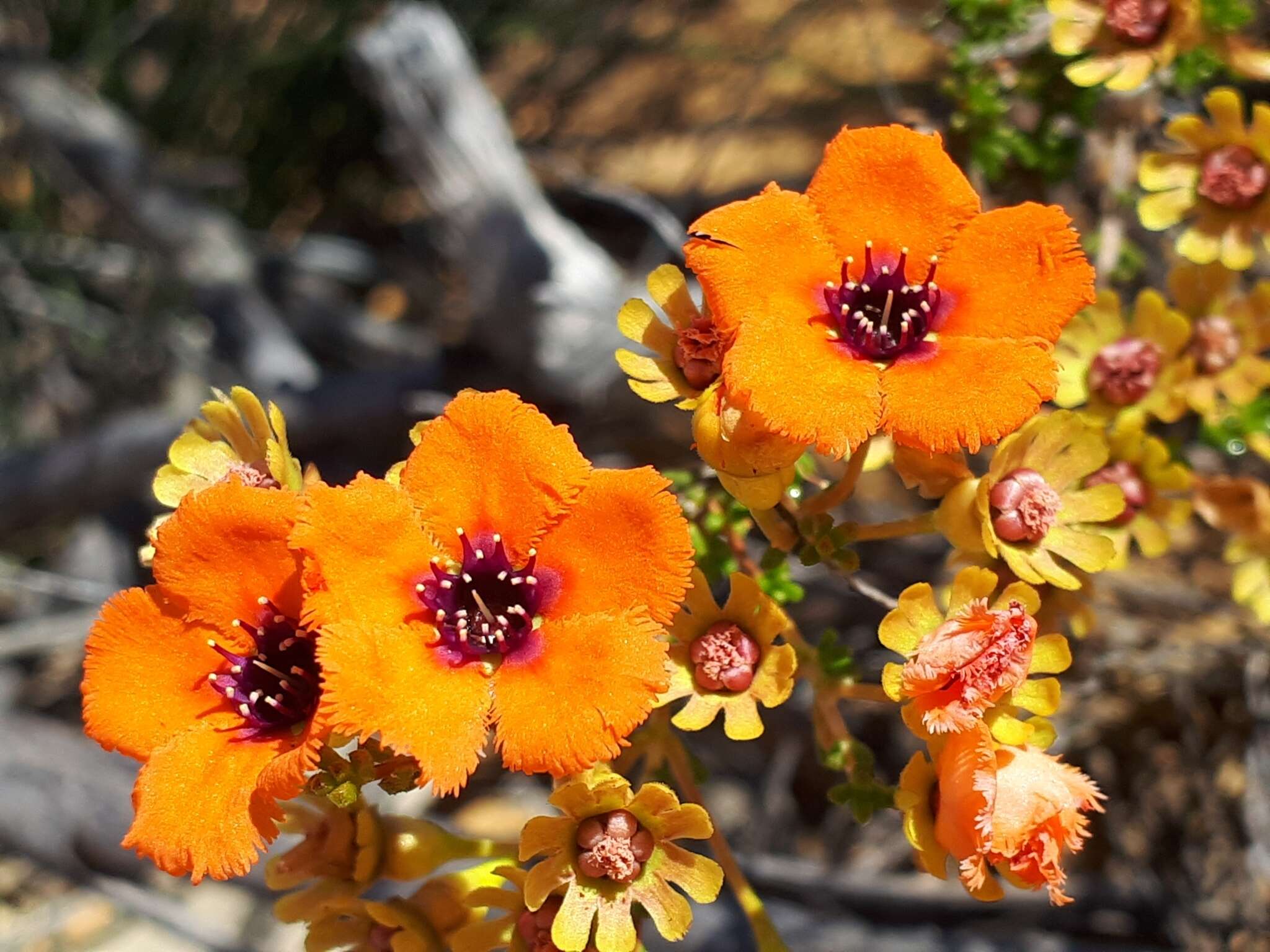 Imagem de Pileanthus peduncularis Endl.