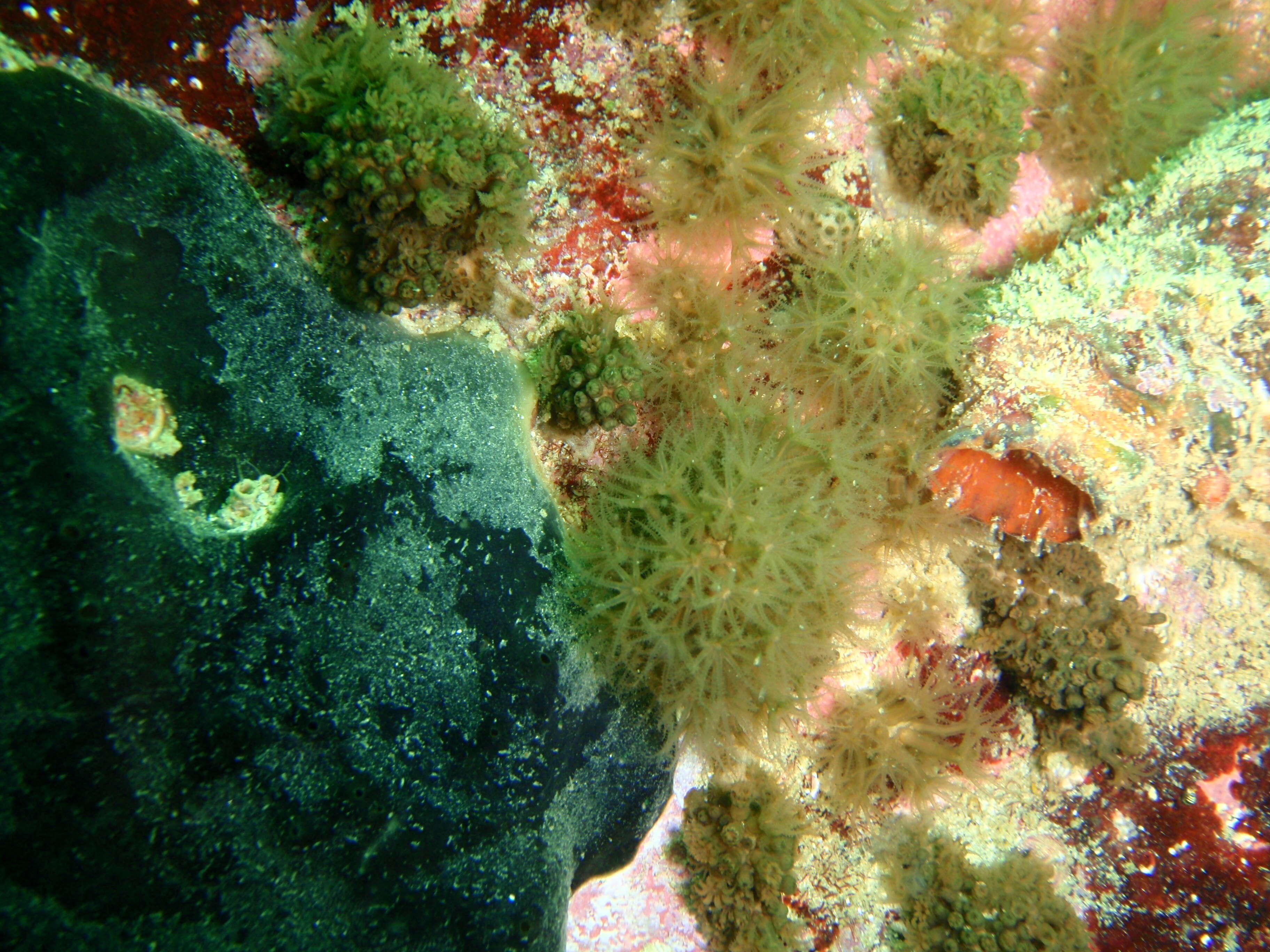 Image of Purple soft coral