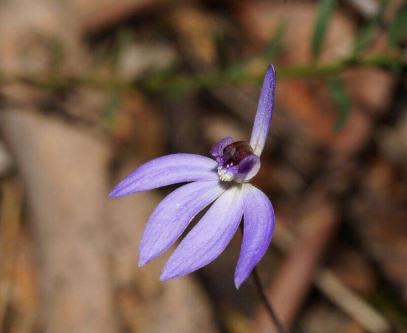 Image of Eastern tiny blue china orchid