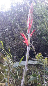 Imagem de Pitcairnia pungens Kunth