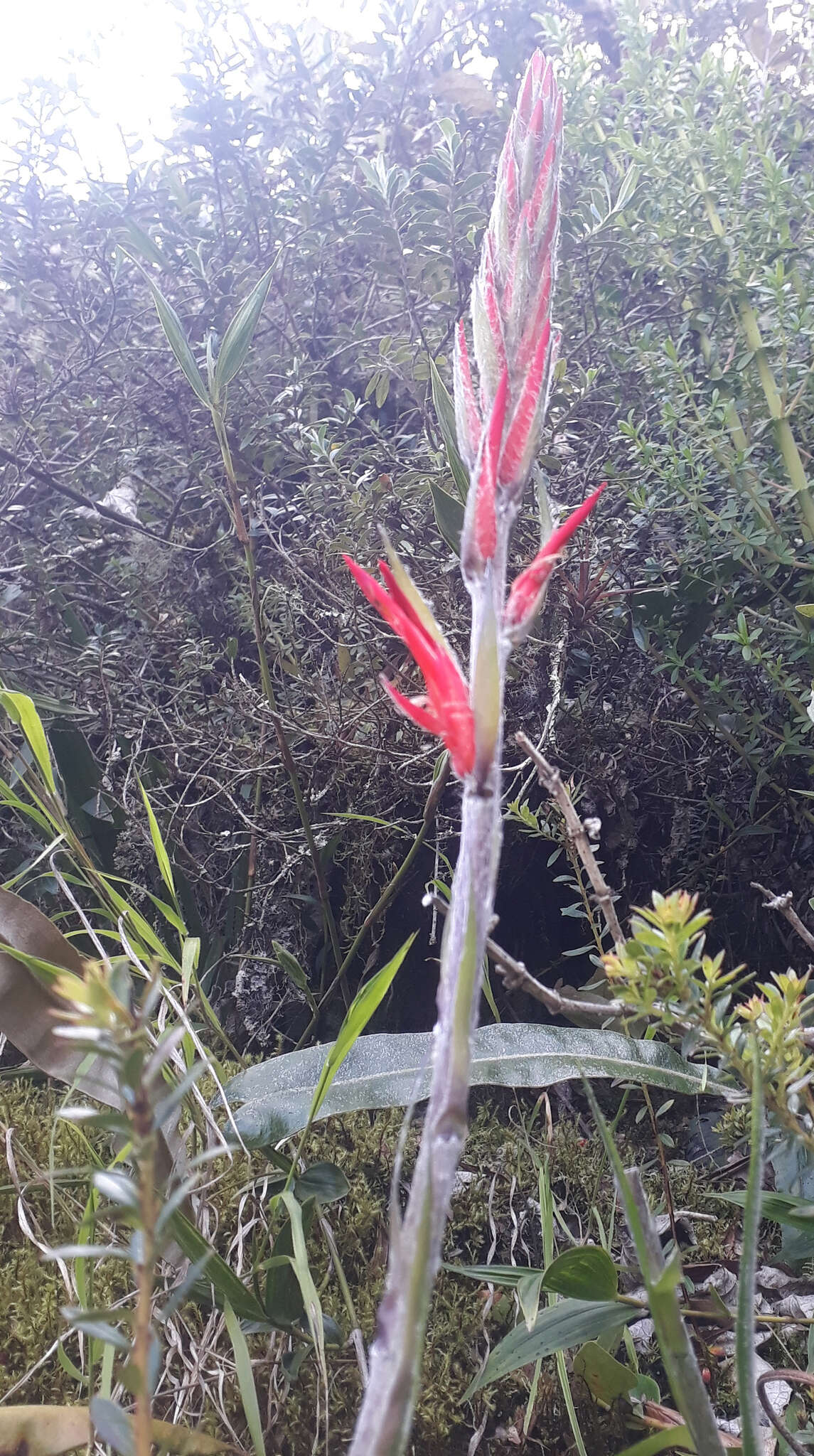 Image of Pitcairnia pungens Kunth