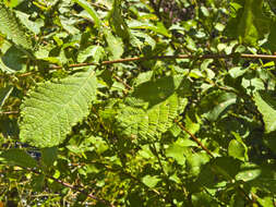 Image of eared willow