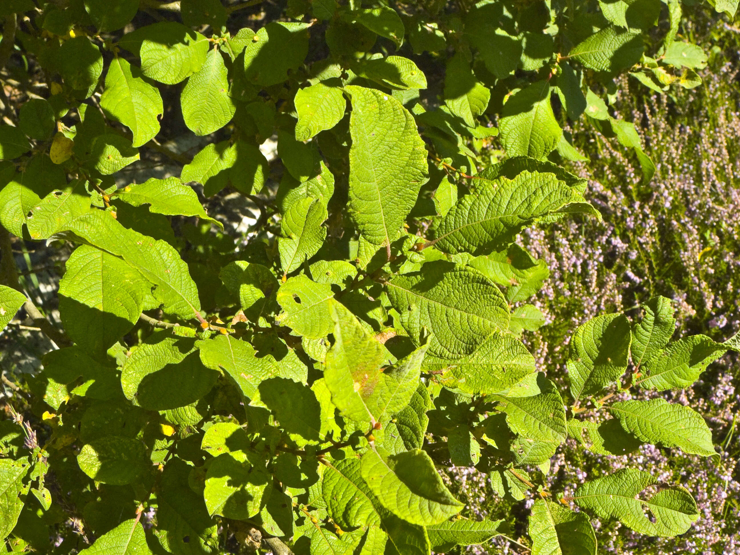 Image of eared willow