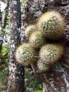 Image of Mammillaria densispina (J. M. Coult.) Orcutt