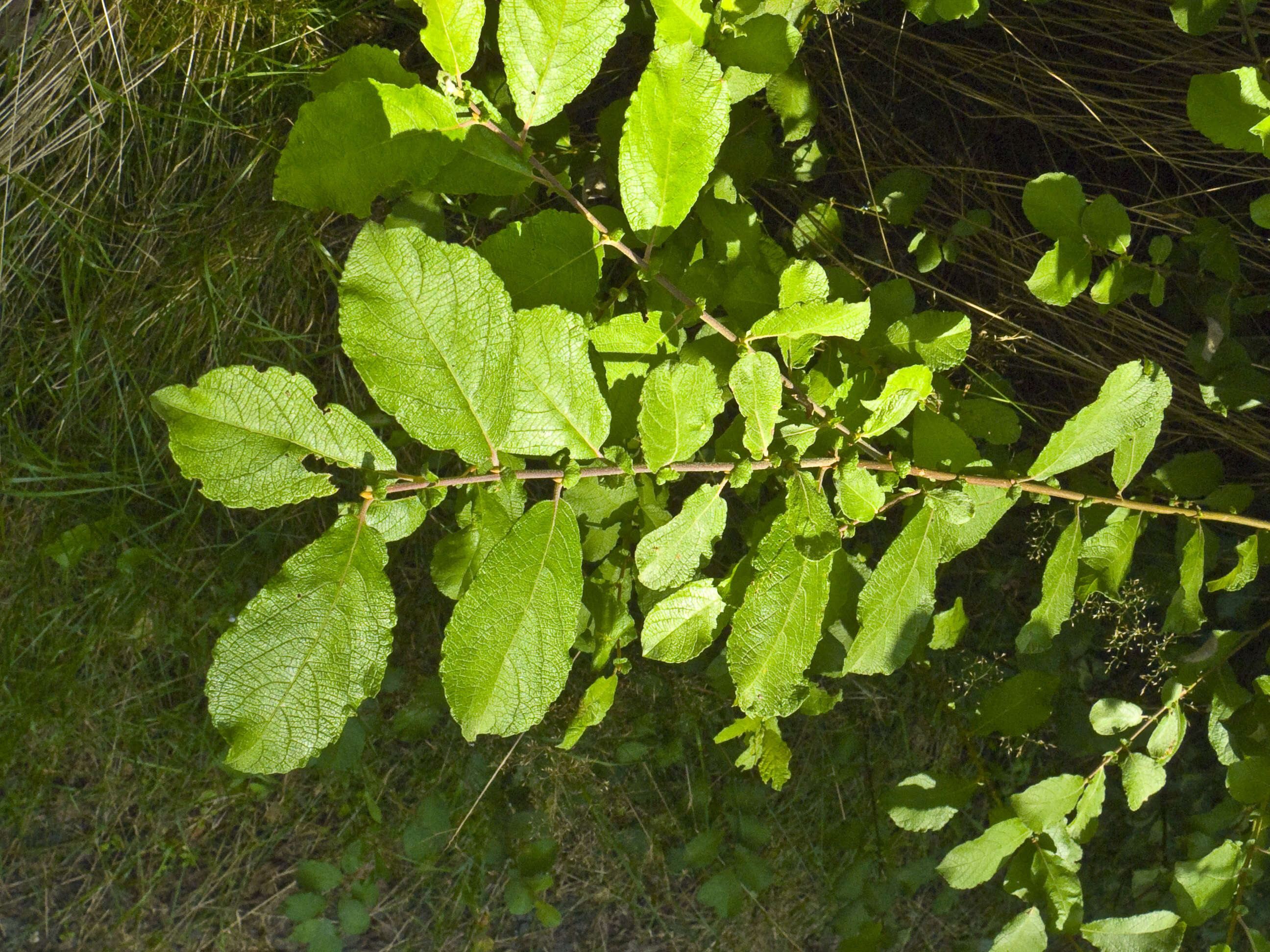 Image of eared willow