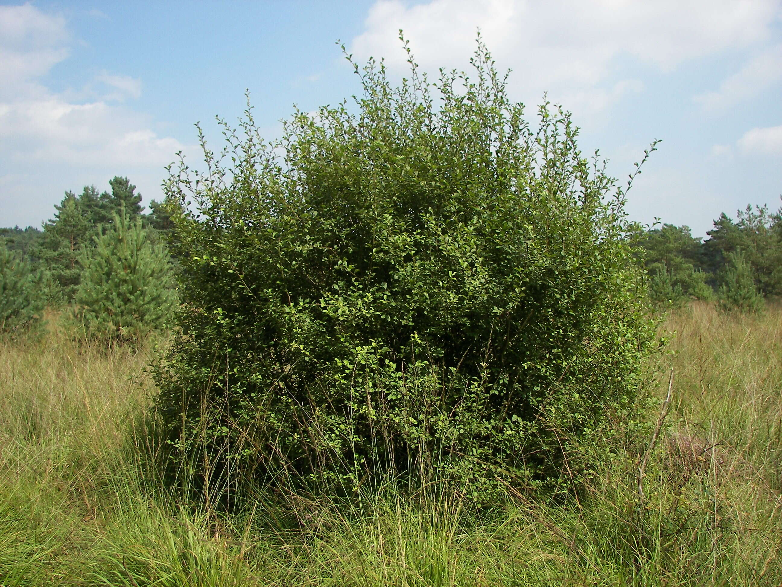 Image of eared willow