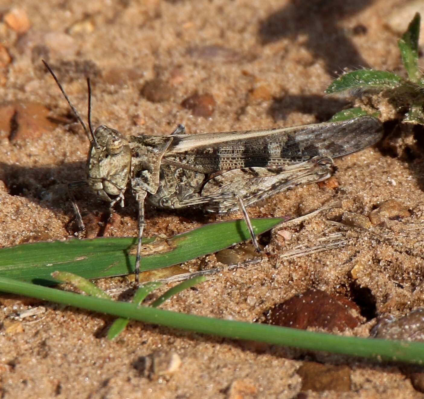 Слика од Trachyrhachys kiowa (Thomas & C. 1872)