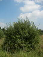 Image of eared willow