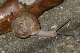 Image de Camaenella platyodon (L. Pfeiffer 1846)