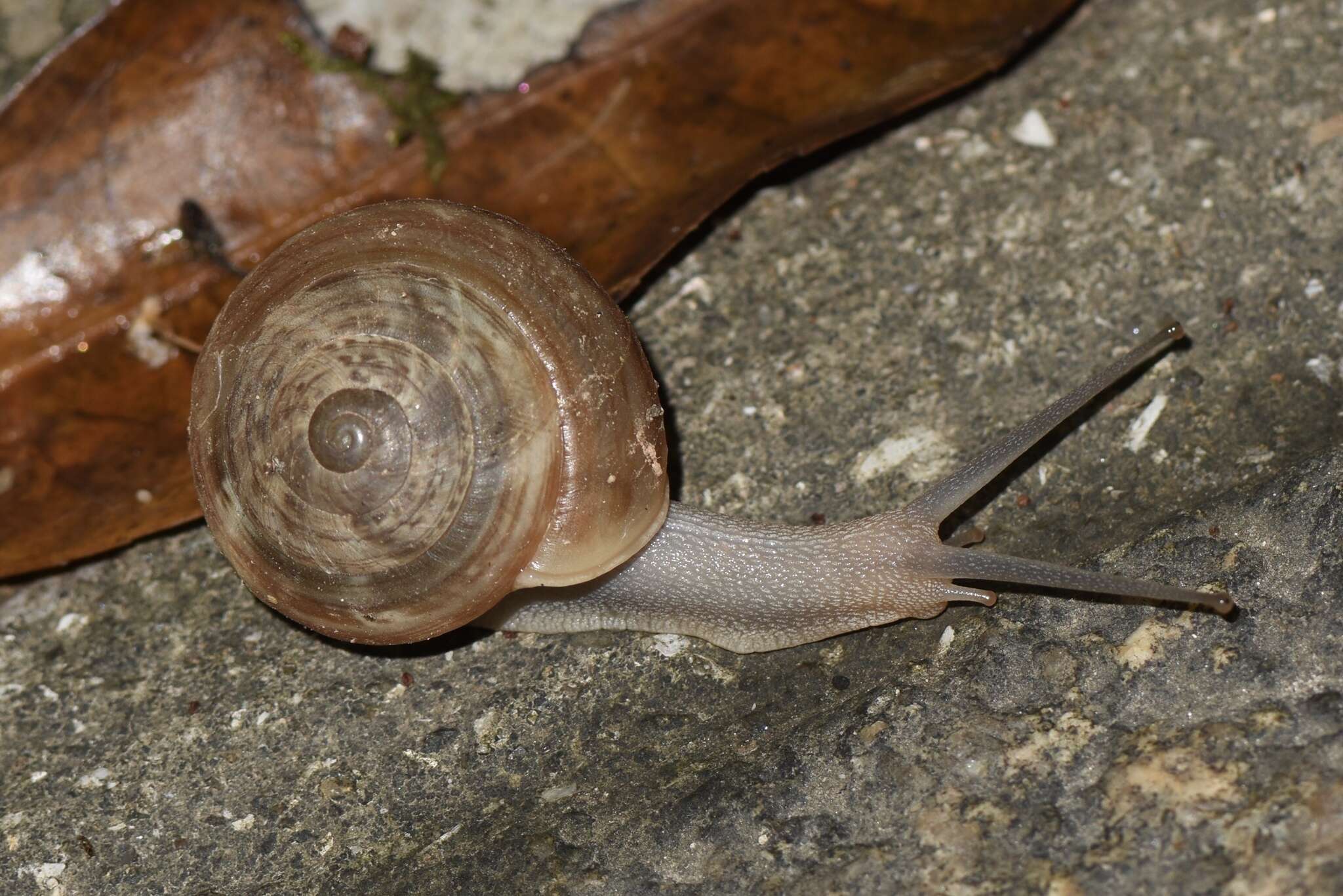 Image de Camaenella platyodon (L. Pfeiffer 1846)