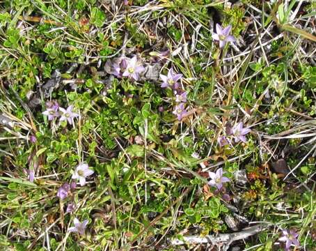 Image of Gentianella magellanica (Gaudich.) Fabris