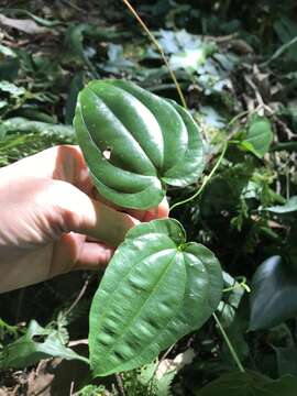 Image of Stemona tuberosa Lour.