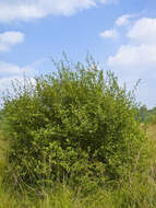 Image of eared willow