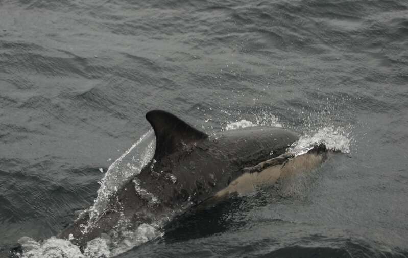 Image of Atlantic Dolphin