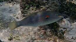 Image of Red-shoulder wrasse