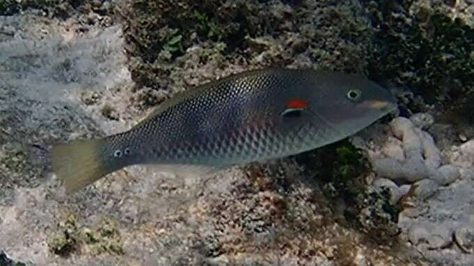 Image of Red-shoulder wrasse