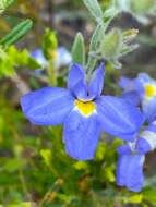 Image of Goodenia incana R. Br.