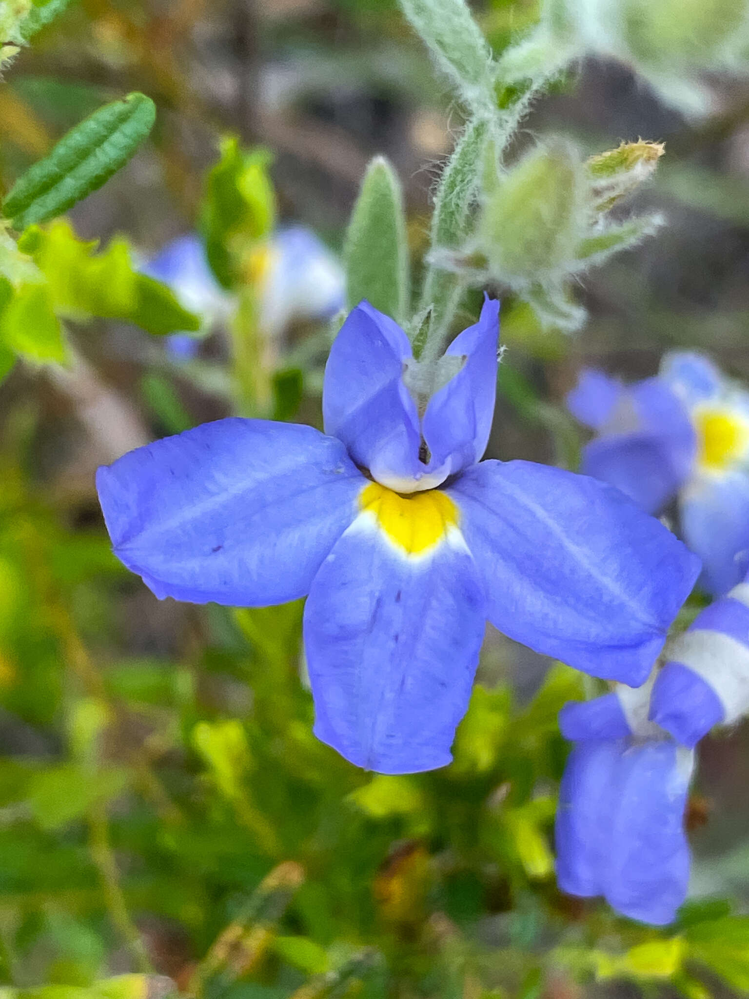 Image of Goodenia incana R. Br.