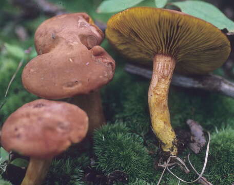 Image of Phylloporus rhodoxanthus (Schwein.) Bres. 1900