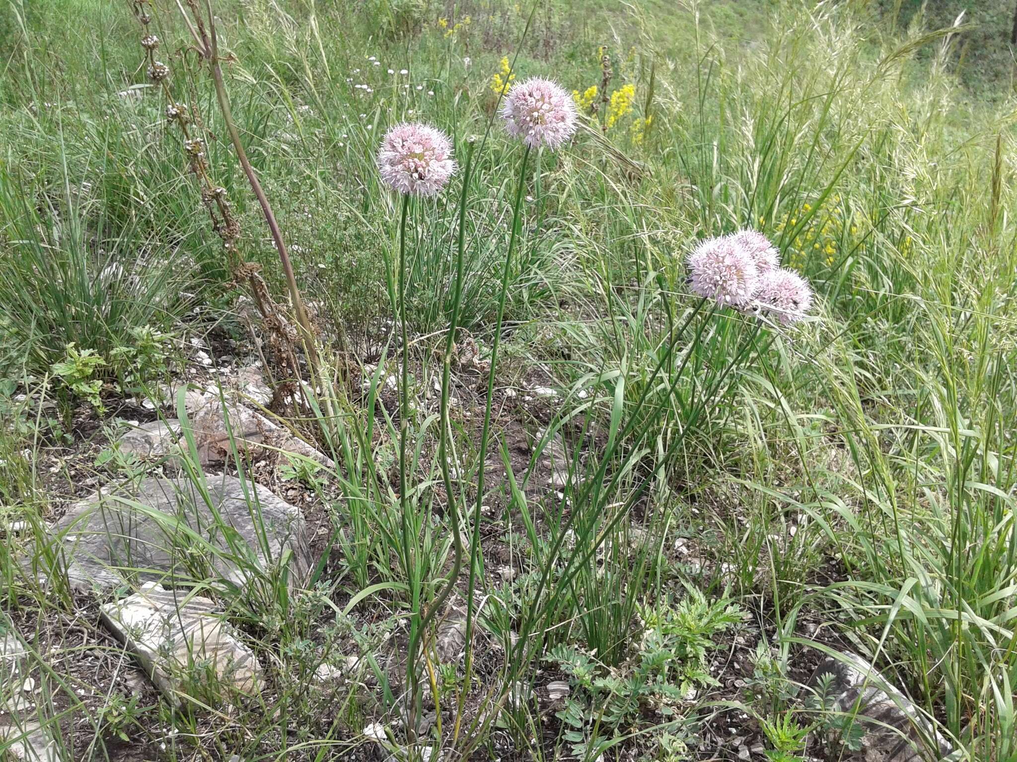 Image of German garlic