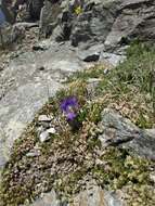 Image of Campanula tridentata Schreb.