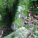 Image of Maritime Striped Squirrel