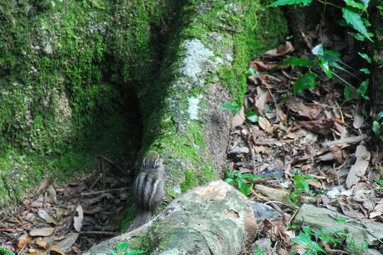 Image of Maritime Striped Squirrel