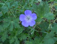 Image of Geranium wallichianum D. Don ex Sweet