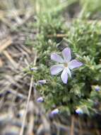 Image of whitemargin phlox